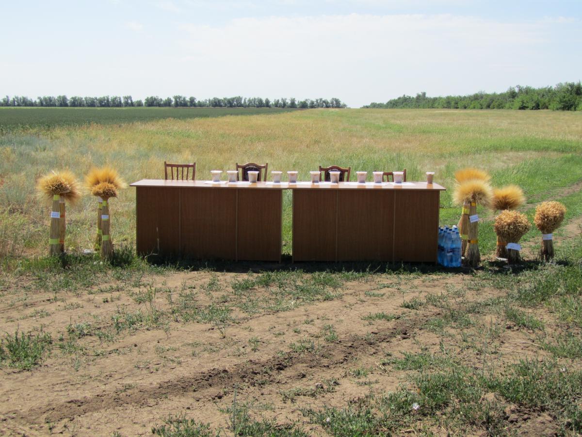 День поля в Краснокутском районе Саратовской области Фото 7