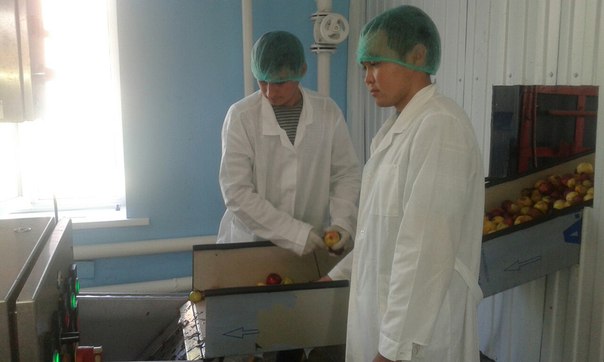 Студенты кафедры ТиМК на переработке яблок