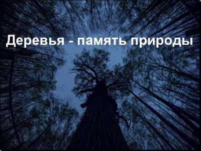 Деревья - память природы