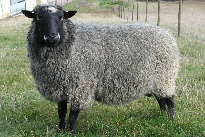 Перспективы разведения овец романовской породы