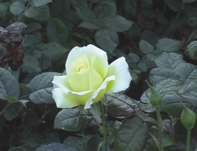 Розы. Фото 3