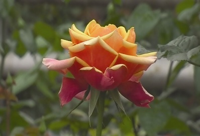 Розы. Фото 6