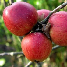 В УНПК "Агроцентр" начинается продажа саженцев плодовых и ягодных культур