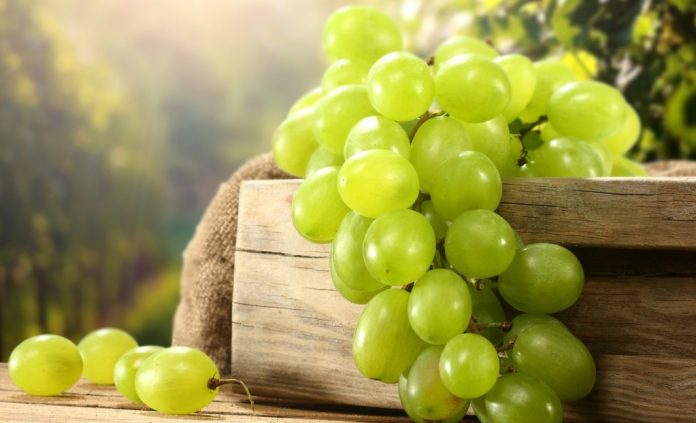 Состояние и перспективы виноградарства Поволжья