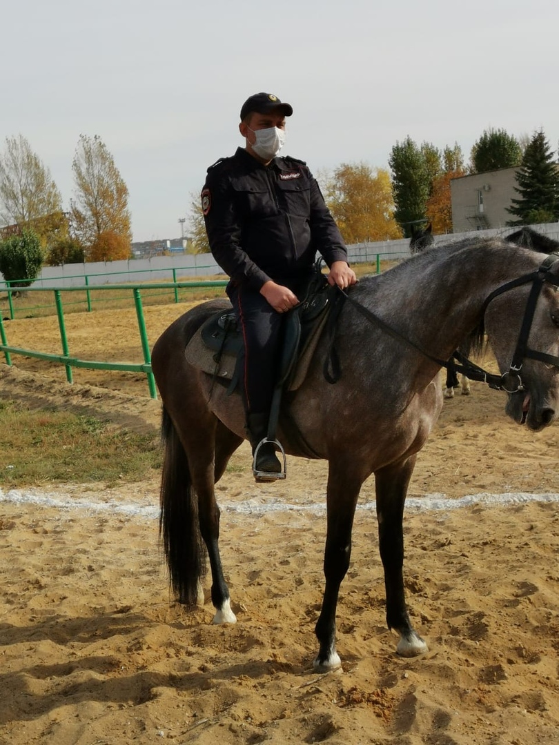 ФГБОУ ВО Саратовскому ГАУ передали полицейских лошадей Фото 2