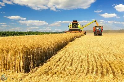 В области намолочено более 200 000 тонн зерна нового урожая