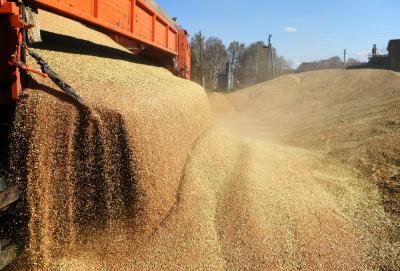 Стоимость российской пшеницы обновила максимум