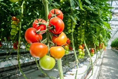 С начала года в России собрано более 1,1 млн тонн тепличных овощей. Фото 1