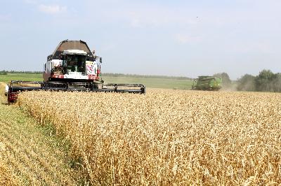 Первые полмиллиона тонн зерна собраны в Саратовской области. Фото 1