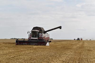 4,5 млн тонн зерна намолотили хлеборобы области