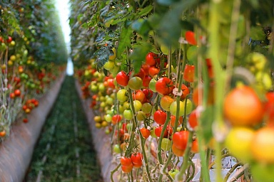 Производство тепличных овощей в РФ увеличилось на 6,8%