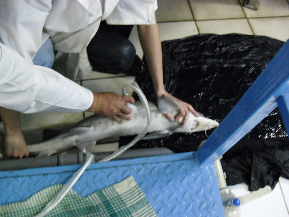 Ультразвуковое обследование рыб. Фото 2